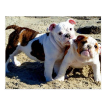 Englische Bulldoggen-Welpen-Liebe! Postkarte