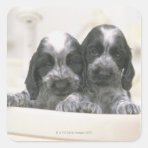 Englische Cocker spaniel ist eine Zucht des Hundes Stickers