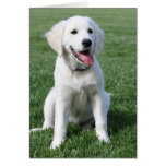 Englische golden retrieverschablone grußkarten
