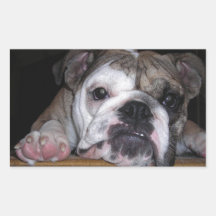 Englischer Bulldoggen-Welpe Rechtecksticker