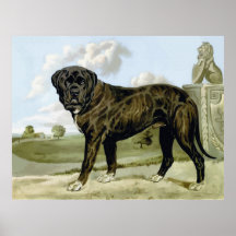 Englischer Mastiff, hochwertiges Hundezeichnen Posterdruck