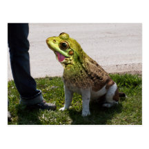 Englischer Ochsenfrosch Postkarte