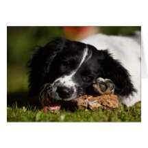 Englischer SpringerSpaniel Karten