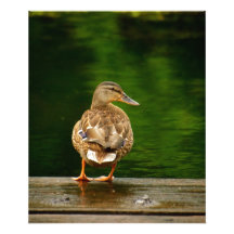Ente auf Dock Fotodrucke
