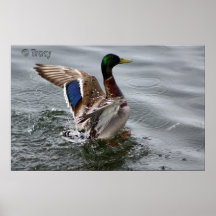 Ente in einer Klappe Plakat