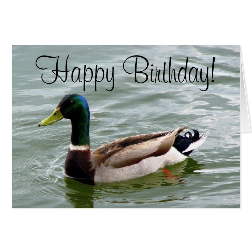 Ente sagt alles Gute zum Geburtstag! Karten  Zazzle