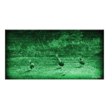 Enten, die an der Nachtfoto-Karte watscheln Individuelle Foto Karten