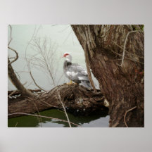 Enten-Druck 6 Poster