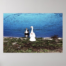 Enten Poster