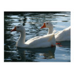 Enten Postkarte