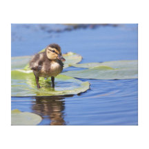 Entlein stehend auf einem Wasserlilienblatt Galerie Falt Leinwand