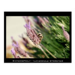 Entomophily - Lavandula stoechas Postkarte