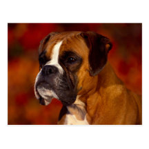 Entzückende Hundephotographie-Karten, Geschenke -  Postkarte