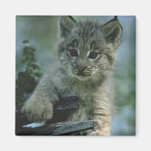 Entzückender Baby-Luchs Magnete