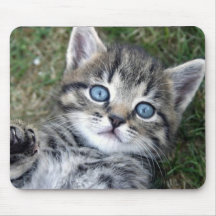 Entzückendes mit blauen Augen silbernes Tabby-Kätz