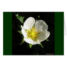 Erdbeerblüte Grußkarten