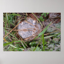 Erdiges Bio versteinertes Foto Plakatdrucke