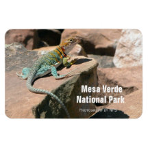 Ergatterte Eidechse, Magnet MESAs Verde
