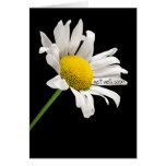 Erhalten Sie wohle bald Gänseblümchen-Karte