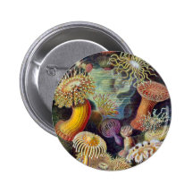 Ernst Haeckel - Actiniae Buttons