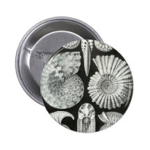 Ernst Haeckel - Ammonitida Anstecknadel