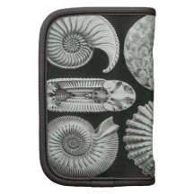 Ernst Haeckel - Ammonitida Mappen