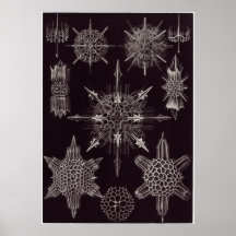 Ernst Haeckel-Kunst-Druck: Acanthophracta Plakatdruck