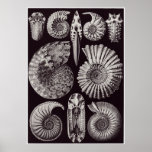 Ernst Haeckel-Kunst-Druck: Ammonitida Poster