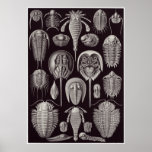 Ernst Haeckel-Kunst-Druck: Aspidonia Plakate