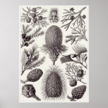 Ernst Haeckel-Kunst-Druck: Coniferae Posterdrucke