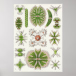 Ernst Haeckel-Kunst-Druck: Desmidiea Posterdrucke