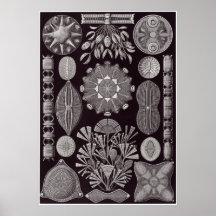 Ernst Haeckel-Kunst-Druck: Diatomea Plakatdruck