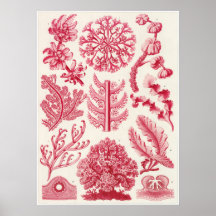 Ernst Haeckel-Kunst-Druck: Florideae Plakatdruck