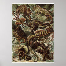 Ernst Haeckel-Kunst-Druck: Lacertilia Plakatdruck