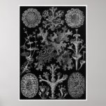 Ernst Haeckel-Kunst-Druck: Lichenes Poster