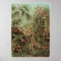 Ernst Haeckel-Kunst-Druck: Muscinae Plakate