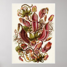 Ernst Haeckel-Kunst-Druck: Nepenthaceae Posterdrucke