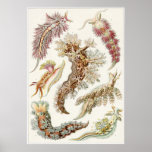 Ernst Haeckel-Kunst-Druck: Nudibranchia Posterdrucke