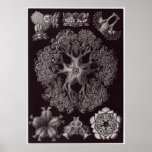 Ernst Haeckel-Kunst-Druck: Ophiodea Plakat
