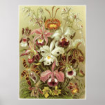 Ernst Haeckel-Kunst-Druck: Orchidae Posterdrucke