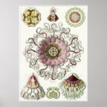 Ernst Haeckel-Kunst-Druck: Peromedusae Plakate