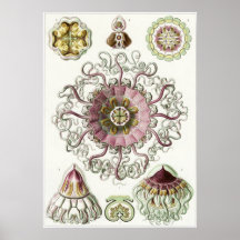 Ernst Haeckel-Kunst-Druck: Peromedusae Plakate