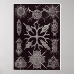 Ernst Haeckel-Kunst-Druck: Spumellaria Poster
