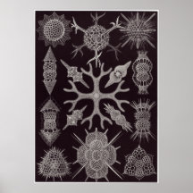 Ernst Haeckel-Kunst-Druck: Spumellaria Poster