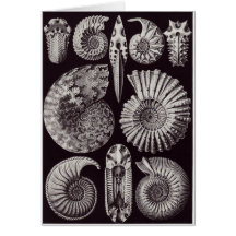 Ernst Haeckel-Kunst-Karte: Ammonitida