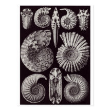 Ernst Haeckel-Kunst-Postkarte: Ammonitida