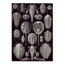 Ernst Haeckel-Kunst-Postkarte: Aspidonia
