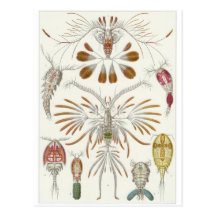 Ernst Haeckel-Kunst-Postkarte: Copepoda