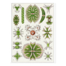 Ernst Haeckel-Kunst-Postkarte: Desmidiea