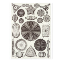 Ernst Haeckel-Kunst-Postkarte: Diatomea